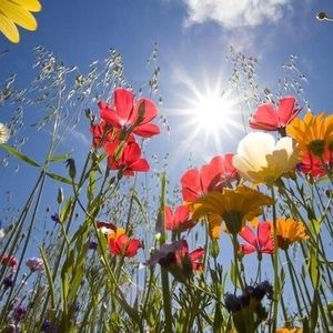 Meet your Posher, Mireille